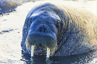 Walrus (Odobenus rosmarus) in the water with tusks and whiskers, Svalbard, Norway, Europe