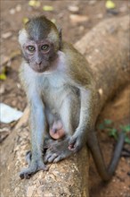 Monkey in the temple Wat Sok Tham, macaque, mammal, gazing, wild, free-living, tropical, tropics,