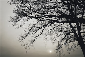 Oak with silhouette of the treetop at sunset, sun, evening, evening mood, nature, romantic,