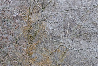 Winter landscape, hoarfrost on deciduous trees with autumn leaves, North Rhine-Westphalia, Germany,