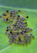 Caterpillars of the cabbage white butterfly, July, Germany, Europe