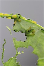 Caterpillars of the cabbage white butterfly, July, Germany, Europe