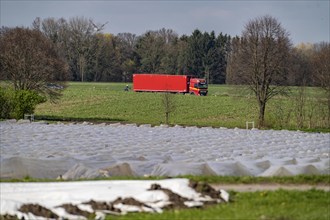 Asparagus fields, asparagus stems under foil, for faster growth, near Kirchhellen, district of