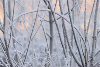 Winter landscape, bushes with hoarfrost, North Rhine-Westphalia, Germany, Europe