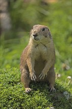 Black-tailed prairie dog (Cynomys ludovicianus), captive