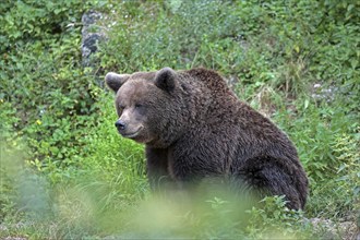 Brown bear (Ursus arctos)