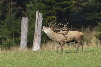 Red deer (Cervus elaphus) during the rutting season, a large stag roaring in a forest clearing,