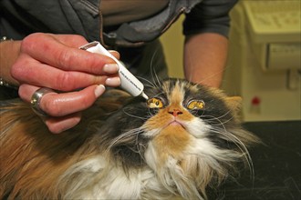 Neutering a cat, vet, Persian cat