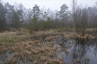 Fens, Vogelmoor nature reserve, Lower Saxony, Germany, Europe