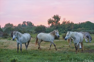 A group of white Camargue horses grazing peacefully in a green meadow at sunset, Camargue, France,