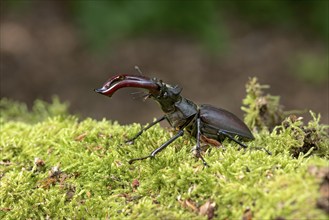 Stag beetle (Lucanus cervus), horned beetle, fire beetle, male with large mandibles, upper jaw,