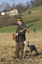 Hunter with red hatband, rifle and hunting dog Weimaraner shorthair on a stubble field on the