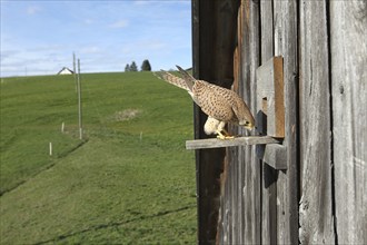 Common kestrel (Falco tinnunculus) female inspecting breeding site, a nesting box inside a field