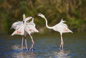 Greater Flamingos (Phoenicopterus roseus) wildlife, Saintes-Maries-de-la-Mer, Parc Naturel Regional