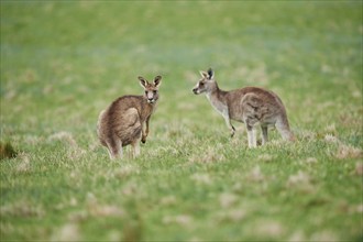 Eastern grey kangaroos (Macropus giganteus) wildlife on a meadow in Australia