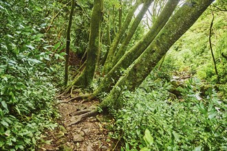 Landscape of Rainforest at the Lulumahu trail to the Lulumahu falls, Honolulu Watershed Forest