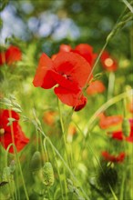 Red poppies bloom in a green meadow and create a lively and spring-like atmosphere, Black Forest,