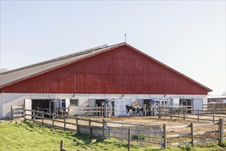 Free range cows by a red barn in the countryside