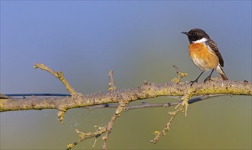 Stonechat, (Saxicola torquata), foraging, male, Bad D¸rkheim district, Eich, Rhineland-Palatinate,