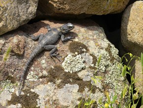 Hardun, stellion (Laudakia stellio), lizard, family of agamas, Lesbos, island of Lesbos, Greece,