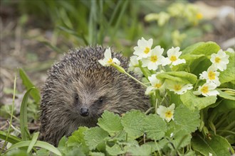 European hedgehog (Erinaceus europaeus) adult animal in a garden next to a Primrose flower in the