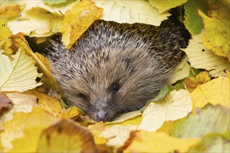 European hedgehog (Erinaceus europaeus) adult animal amongst fallen autumn leaves, England, United