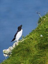 Razorbill, Alca Torda, bird on cliff. Bempton Cliffs, Yorkshire, England, United Kingdom, Europe