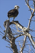 Western osprey (Pandion haliaetus), with fish as prey, Everglades NP, Flamingo, Florida, USA, North