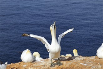 Northern gannet (Morus bassanus) Old bird flapping its wings in anticipation of its mate,