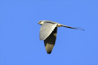 Swallow-tailed Kite, (Chelictinia riocourii), also Scissor-tailed Kite, African Swallow-tailed