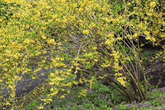 Forsythia 'Northern Gold' shrub and purple flowering plants in border in spring, Quebec, Canada,