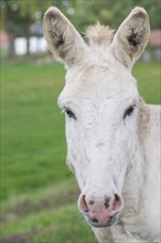 White donkey (Equus asinus asinus) or domestic donkey standing on a pasture, meadow in summer,