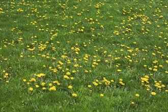 Green grass lawn overgrown with yellow Taraxacum officinale, Dandelion flowers in spring, Quebec,