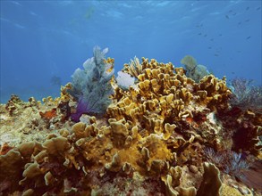 Lively coral reef with colourful corals, fire coral (Millepora complanata), and a clear, deep blue