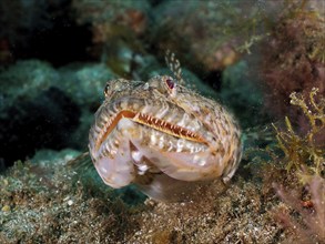 Portrait of lizardfish (Synodus saurus) with pointed teeth. Dive site El Cabron Marine Reserve,