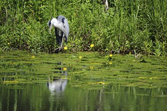 Grey heron reflected in the calm waters of a canal, water lilies, Scotland Great Britain