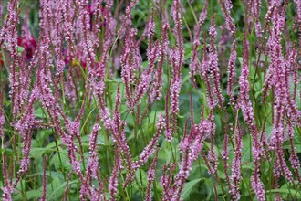 Candle knotweed (Persicaria amplexicaulis), North Rhine-Westphalia, Germany, Europe