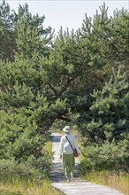 Elderly woman, wooden footbridge, trees, pine trees, circular hiking trail, nature reserve, Darßer