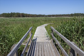 Circular hiking trail, bridge, wooden footbridge, reed grass, trees, Darßer Ort, Born a. Darß,