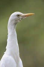 Cattle egret (Bubulcus ibis), portrait, Camargue, France, Europe