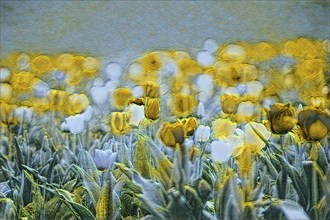 Alienated depiction of a field of tulips with yellow blossoms and a dreamy atmosphere