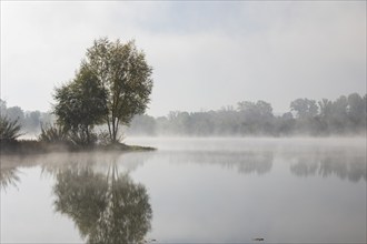 Kressler fishing pond in the morning mist, Arnstadt, Thuringia, Germany, Europe