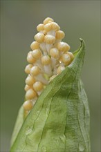 Arum (Taccarum caudatum), inflorescence, occurrence in South America