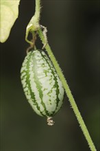 Mexican mini cucumber (Zehneria scabra, Melothria scabra), cucumber on the plant, useful plant,