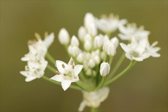 Garlic chives (Allium tuberosum), flowers, spice plant, medicinal plant, North Rhine-Westphalia,