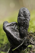 Dead man's fingers (Xylaria polymorpha), North Rhine-Westphalia, Germany, Europe