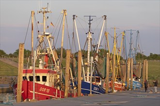 Crab cutter in the harbour, Dorum-Neufeld, Wurster Land, Lower Saxony, Germany, Europe