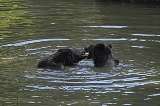 Brown bear, Ursus arctos, cubs, Bavarian Forest National Park, Bavaria, Germany, captive, Europe