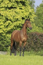 Westphalian Warmblood, Westphalian