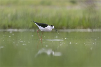 Black-winged Stilt (Himantopus himantopus), foraging in the water, Neusiedler See-Seewinkel